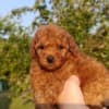 Toy Red Poodle – Beautiful Puppies for Sale photo 10