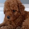 Toy Red Poodle – Beautiful Puppies for Sale photo 11