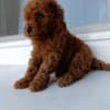 Toy Red Poodle – Beautiful Puppies for Sale photo 12