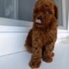 Toy Red Poodle – Beautiful Puppies for Sale photo 13