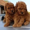 Toy Red Poodle – Beautiful Puppies for Sale photo 15