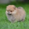 Pomeranian Spitz – Beautiful Puppies photo 1