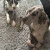 two beautiful young Great Danes rehoming photo 1