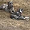 two beautiful young Great Danes rehoming photo 2