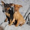 Min Pin and Chipin Puppies!! photo 1