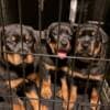 Purebred German Rottweiler Puppies photo 1