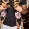 Purebred German Rottweiler Puppies photo 2