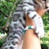 Bengal Kittens photo 2