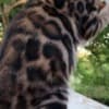 Bengal Kittens photo 3