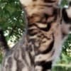 Bengal Kittens photo 7