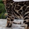 Bengal Kittens photo 8