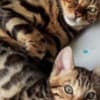 Bengal Kittens photo 10