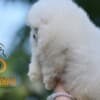 Pomeranian Spitz puppies photo 5