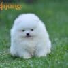 Pomeranian Spitz puppies photo 6