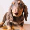 Miniature dachshund puppy photo 1