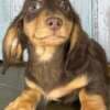 Miniature dachshund puppy photo 2