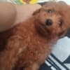 Red TOY PUDLE, beautiful puppies photo 1