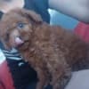 Red TOY PUDLE, beautiful puppies photo 2