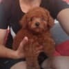 Red TOY PUDLE, beautiful puppies photo 4