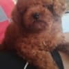 Red TOY PUDLE, beautiful puppies photo 5
