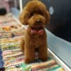Red Poodle – Puppies for Sale photo 1