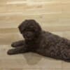 Red Poodle – Puppies for Sale photo 2