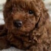 Red Poodle – Puppies for Sale photo 3