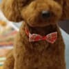 Red Poodle – Puppies for Sale photo 4
