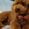 Red Poodle – Puppies for Sale photo 5