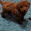 Red Poodle – Puppies for Sale photo 6
