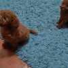 Red Poodle – Puppies for Sale photo 7
