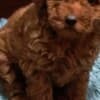 Red Poodle – Puppies for Sale photo 8