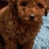 Red Poodle – Puppies for Sale photo 9