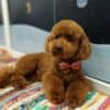 Red Poodle – Puppies for Sale photo 10