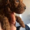 Red Poodle – Puppies for Sale photo 12