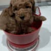 Red Poodle – Puppies for Sale photo 13