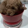 Red Poodle – Puppies for Sale photo 14