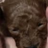 Red Poodle – Puppies for Sale photo 15