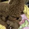 Red Poodle – Puppies for Sale photo 16