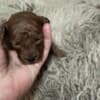 Red Poodle – Puppies for Sale photo 17