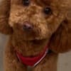 Red Poodle – Puppies for Sale photo 18