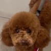 Red Poodle – Puppies for Sale photo 19