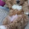Maltipoo puppies for sale photo 1