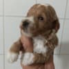 Maltipoo puppies for sale photo 2