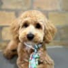 Maltipoo puppies for sale photo 3