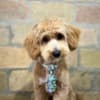 Maltipoo puppies for sale photo 4