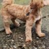 Maltipoo puppies for sale photo 5