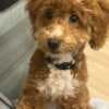 Maltipoo puppies for sale photo 6