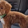 Maltipoo puppies for sale photo 7