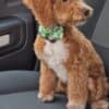 Maltipoo puppies for sale photo 8